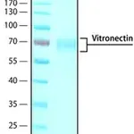 Merck Vitronectin human