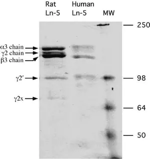 Merck Rat Laminin-5