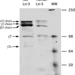 Merck Rat Laminin-5