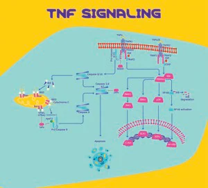 Merck TNF-α human