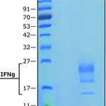 Merck Interferon-γ human