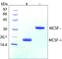 Merck Macrophage Colony-Stimulating Factor from mouse