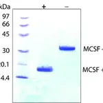 Merck Macrophage Colony-Stimulating Factor from mouse