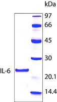 Merck Interleukin-6 human