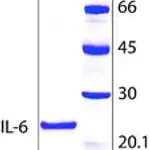 Merck Interleukin-6 human