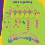 Merck Heparin-Binding EGF-Like Growth Factor human