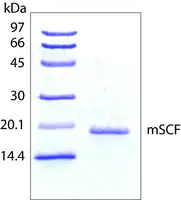 Merck Stem Cell Factor from mouse