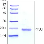 Merck Stem Cell Factor from mouse