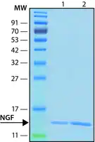Merck Nerve Growth Factor-ß human