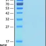 Merck Nerve Growth Factor-ß human