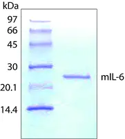 Merck Interleukin-6 from mouse