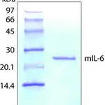 Merck Interleukin-6 from mouse