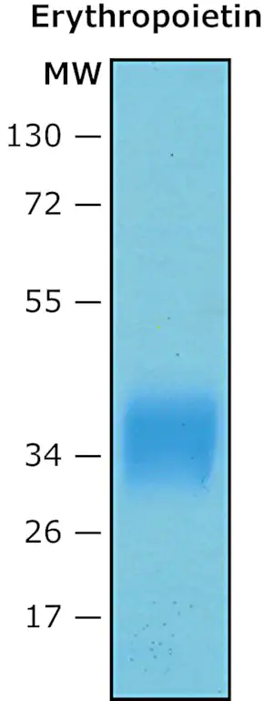 Merck Erythropoietin (EPO) human
