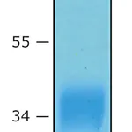 Merck Erythropoietin (EPO) human