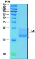Merck Interleukin-6 human