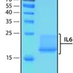 Merck Interleukin-6 human