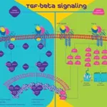 Merck Transforming Growth Factor-β1 from human platelets