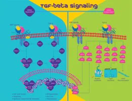 Merck Transforming Growth Factor-β3 human
