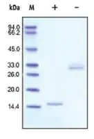 Merck PDGF-BB human
