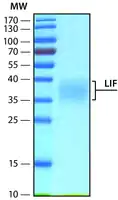 Merck Leukemia Inhibitory Factor