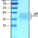 Merck Leukemia Inhibitory Factor