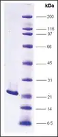 Merck FGF-2 human