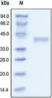 Merck R spondin-1 human