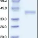 Merck R spondin-1 human