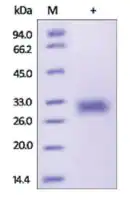 Merck ADIPOQ/Adiponectin/ACRP30 human