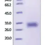 Merck ADIPOQ/Adiponectin/ACRP30 human