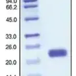 Merck IL-1 Alpha human