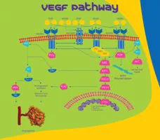 Merck VEGF165 from rat