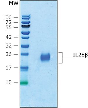 Merck IL28β human