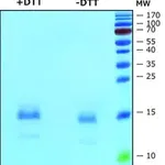 Merck Interleukin-4 human