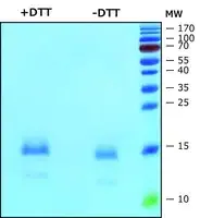 Merck Interleukin-4 human