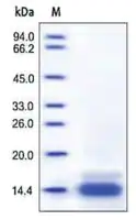 Merck CCL6 from mouse