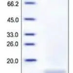 Merck CCL6 from mouse