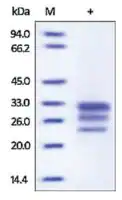 Merck IL-17E human