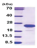 Merck FGF-12 human