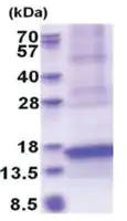 Merck CXCL17 human