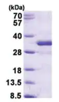 Merck FGF14 human