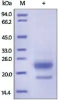 Merck R-Spondin3/RSPO3(22-146) human