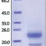 Merck R-Spondin3/RSPO3(22-146) human