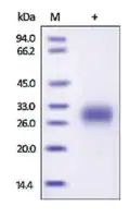 Merck PLGF/PIGF2/PGF human
