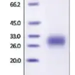 Merck PLGF/PIGF2/PGF human