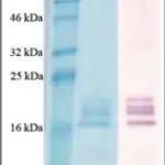 Merck BAFF active human