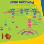 Merck VEGF-C from mouse