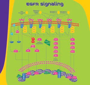 Merck Heregulin-β, EGF Domain human