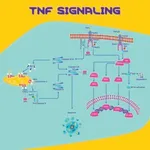 Merck Tumor Necrosis Factor-β human