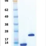 Merck Activin A human